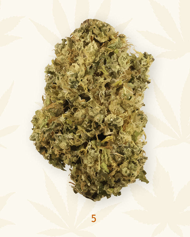 The Landrace Cannabis Strains Poster, Cannabis Wall Art