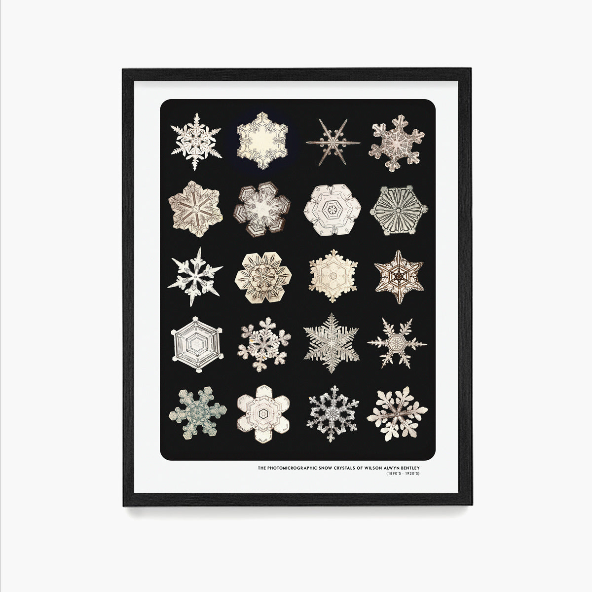 Snowflake Typology Poster, Winter Wall Art, Wilson Alwyn Bentley Snowflake Art